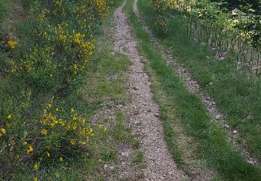 Trail Walking Chaudeyrac - Fouzilhac- La Bastide Puylaurent Stevenson - Photo