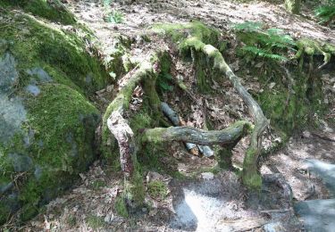 Trail Walking Fontainebleau - 3pi-170613 - Apremont-MareSangliers - Photo