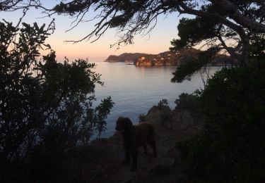 Tocht Stappen Hyères - Tour Fondue - La Vignette - Photo