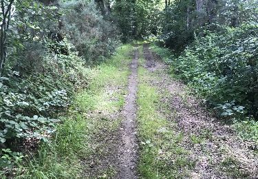 Trail Walking Chauvigné - 04.07.2017 - CHAUVIGNÉ à ST MARC LE BLANC Corrigé - Photo