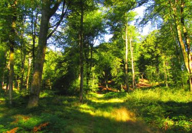 Trail Walking Longpont - en forêt de Retz_56_Longpont_tour du Général Mangin_AR - Photo