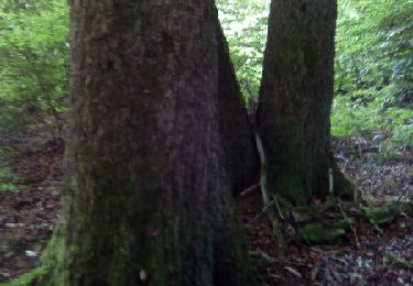 Randonnée Autre activité Vaux-sur-Sûre - chachouette  - Photo