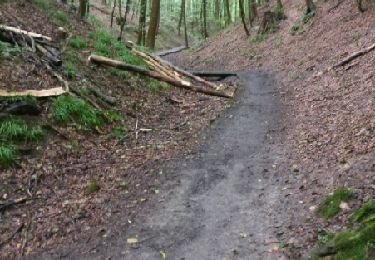 Tour Wandern Watermael-Boitsfort - Watermaal-Bosvoorde - sentier des pins Vallon des chenes - Photo