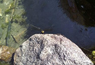 Tour Wandern Le Haut-Bréda - lac du leat - Photo