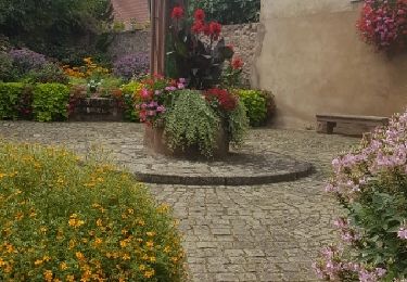 Percorso Marcia Andlau - Château du Haut-Andlau et Château de Spesbourg - Photo