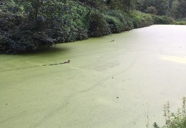 Randonnée Marche Visé - Etangs de la Julienne - Argenteau - Photo