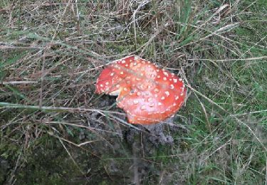 Excursión Otra actividad Vielsalm - Baraque sous la pluie 04 09 2017 - Photo