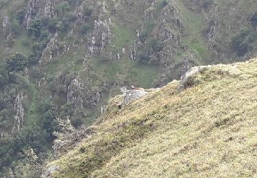 Excursión Senderismo Stosswihr -  68 Sentier des roches - Photo