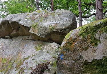 Excursión Senderismo Fontainebleau - Rocher Canon N2#5 - Photo