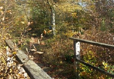 Tocht Mountainbike Saint-Clément - sortie vtt du 01112017 - Photo