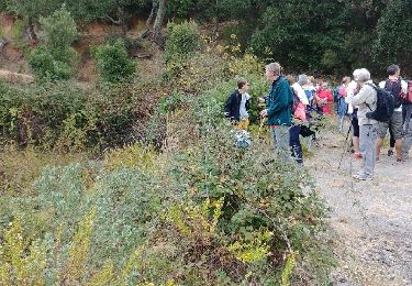 Randonnée Marche Bormes-les-Mimosas - chartreuse - Photo