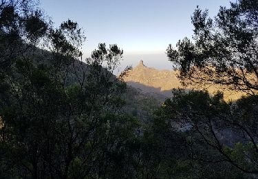 Tour Wandern San Cristóbal de La Laguna - Cruz del Carmen - Batán - Chinamada rondwandeling - Photo