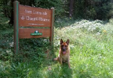 Randonnée Marche Volvic - Forêt communale de Chanat la Mouteyre - Photo