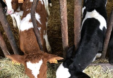 Randonnée Autre activité Sprimont - Depuis Fraiture(Sprimont)aux cote´s des vaches, cochons boueux: 8 plantages iphone X avec Sity Trail - Photo