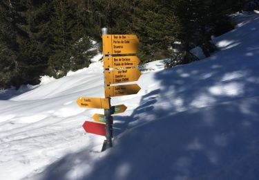 Trail Snowshoes Châtel - Super Châtel - Porte Culet - Morgins  - Photo
