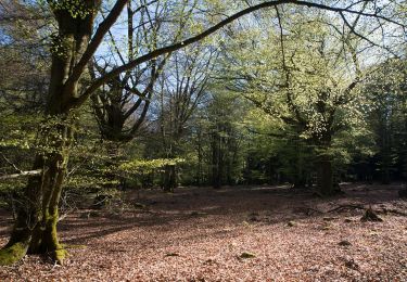 Tocht Stappen Vloesberg - Flobecq, Natura 2000 des sites qui valent le détour. Ht10 - Photo