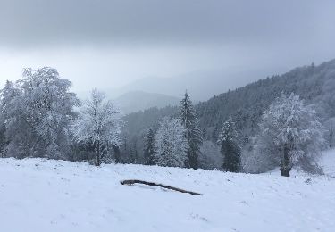 Tocht Stappen Soultz-Haut-Rhin - Marche du 21 Février 18 - Photo