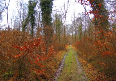 Trail Walking Vieux-Moulin - en forêt de Compiegne_10_gorge du Han_grotte des ramoneurs_chaussée Brunehaut - Photo
