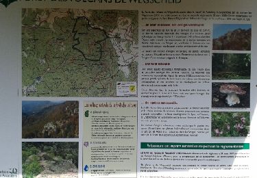 Tour Wandern Wegscheid - le Rossberg  et la réserve naturelle de la forêt des volcans depuis Wegscheid  - Photo