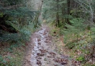 Trail Nordic walking Loubeyrat - Le Bouquet - Le roc du diable - Photo