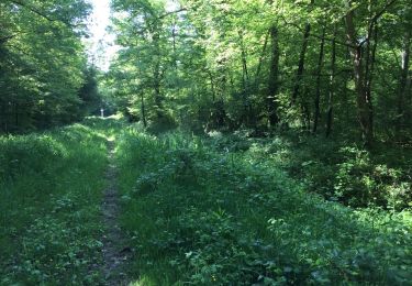 Trail Walking Compiègne - en forêt de Compiegne_14_Guet du Nid_Royallieu_la Bouverie_Marché Dupuis - Photo