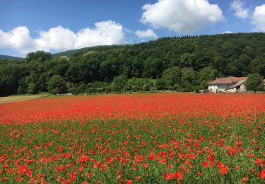 Excursión Bici de montaña Andert-et-Condon - Boucle de St Bois en VTTAE  - Photo