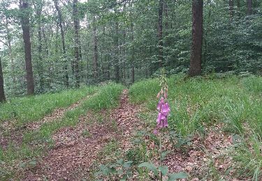 Tocht Stappen Theux - staneux depuis les digues  - Photo