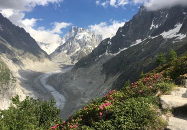 Tocht Stappen Chamonix-Mont-Blanc - Chamonix-Les Mottets-Mer de glaces-Montevers - Photo