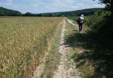 Trail Walking Mesnil-en-Ouche - Ajou - Photo