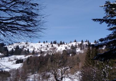 Trail Snowshoes Saulxures-sur-Moselotte - col des hayes - Photo