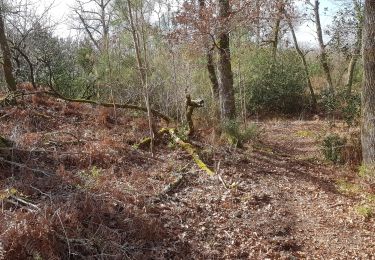 Tocht Stappen Rion-des-Landes - perrin, le borde, le moulin, retour par la rive gauche, tiqué, lamandit - 6.9 - Photo