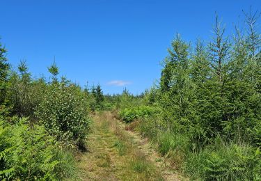 Trail Walking Saint-Hubert - A la découverte de Arville 🥾 - Photo