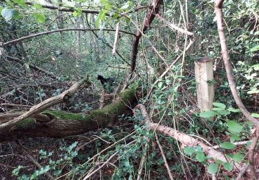 Trail Walking Livron - Livron bois et chats11082021 - Photo