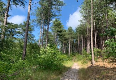 Tocht Stappen Bergen - Schoorl - Duinen - Photo