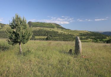 Excursión A pie Saint-Étienne-du-Valdonnez - Balade au pays des menhirs - Photo