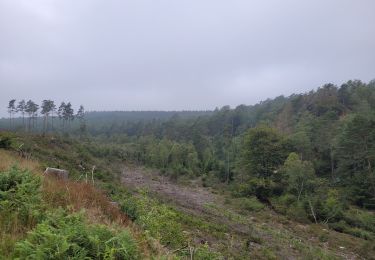 Tour Wandern Gedinne - rando croix scaille 17-08-2023 - Photo