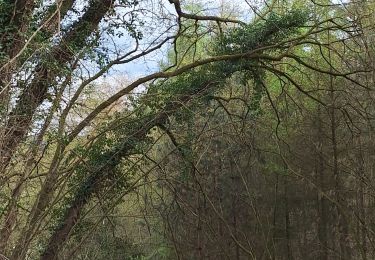 Randonnée Marche Andenne - Seilles ( balade du chant des oiseaux) - Photo