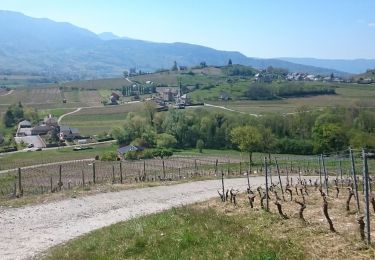 Trail Walking Saint-Jeoire-Prieuré - Tours de Chignin  - Photo