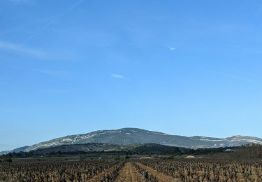 Tour Wandern Camplong-d'Aude - La Montagne d'Alaric - Le Roc de l'Aigle - Photo