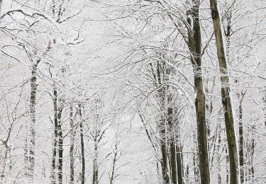 Trail On foot Weiskirchen - Hochwald-Pfad - Photo