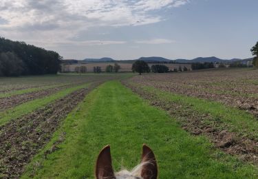 Trail Horseback riding Lichtenberg - 2019-10-13 Rando CVA Lichtenberg vers Weiterswiller - Photo
