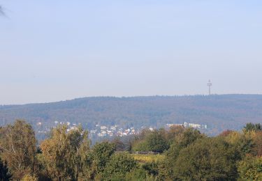 Tour Zu Fuß Eltville am Rhein - Rheinsteig Rundtour: Rauenthaler Spange - Photo