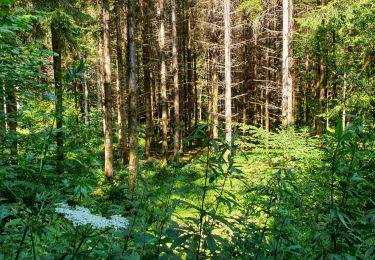 Tour Wandern Gedinne - Balade à Bourseigne-Neuve - Gedinne - Photo