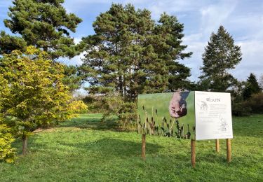 Tour Wandern Le Chesnay-Rocquencourt - Arboretum de Chevreloup - Photo