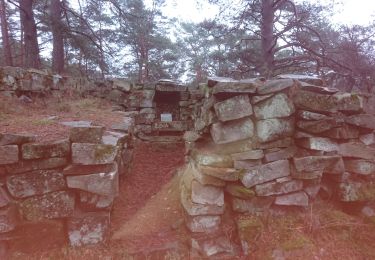 Trail Walking Fontainebleau - carrefour d'acheres 30 décembre 2022  - Photo