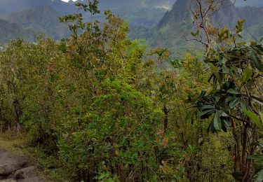 Trail Walking Salazie - hellbourg trou de fer aller retour - Photo