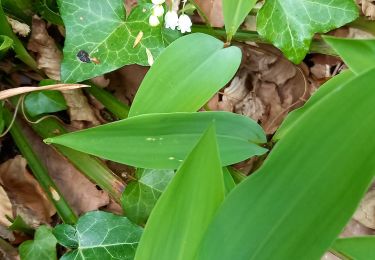 Tocht Stappen Piney - Mdparc 19km muguet - Photo