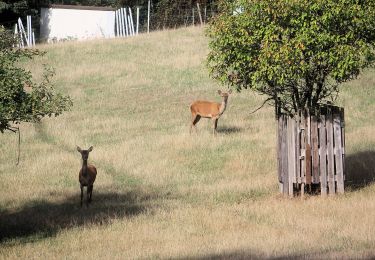 Tocht Te voet Mansfeld - Gelber Balken - Photo