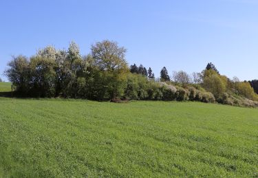 Tocht Te voet Rainbach im Innkreis - Rundweg - Photo