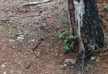 Trail Walking Flayosc - reconnaissance berne circuit jaune  - Photo